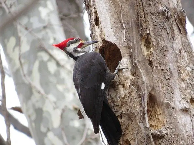 How do you keep woodpeckers out of your siding