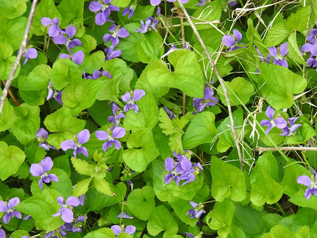 How do you keep wild violets from spreading