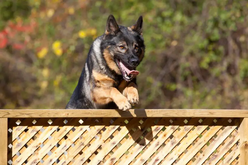 How do you train a dog not to jump the fence