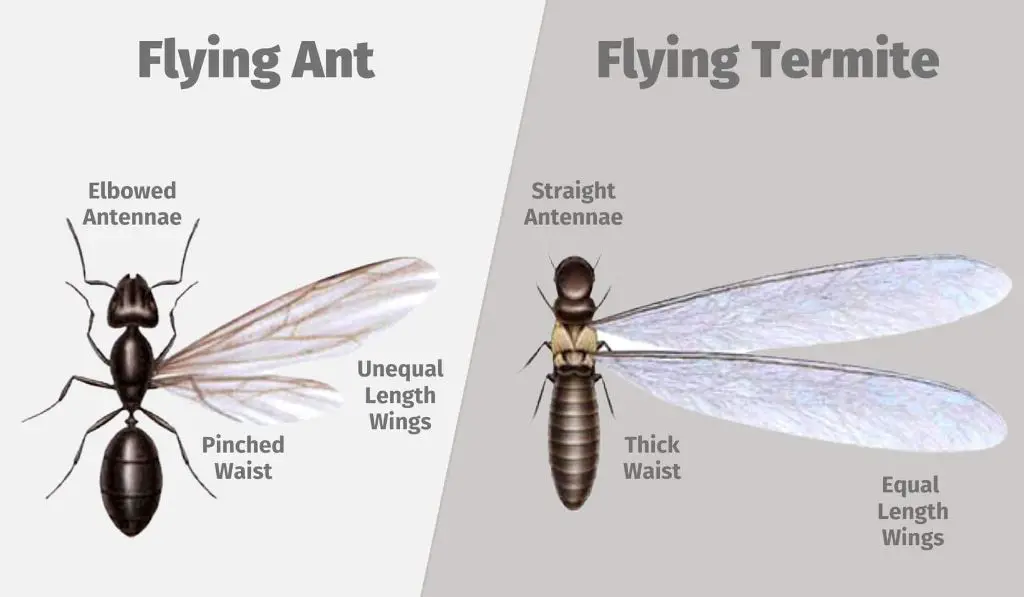 How can you tell a flying ant from a termite