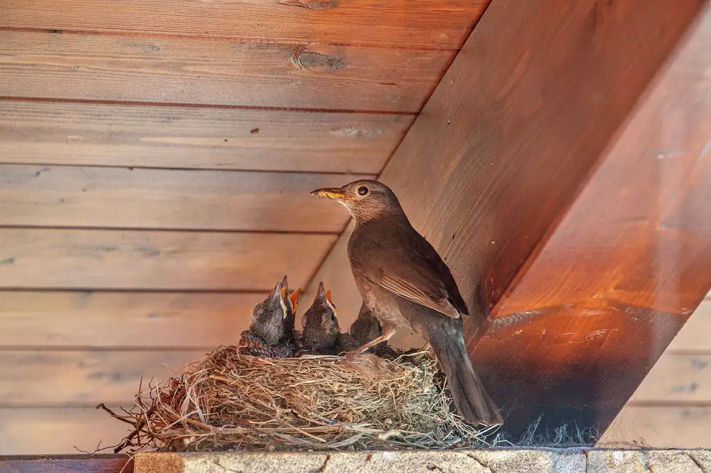 How do I keep robins from nesting on my porch