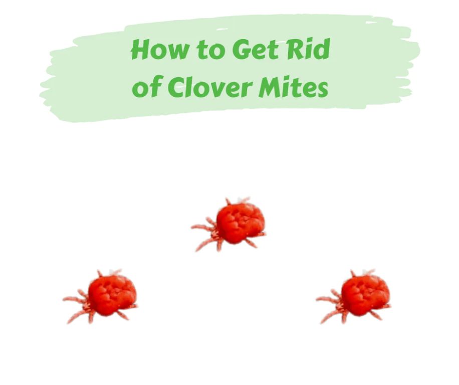 What naturally kills clover mites