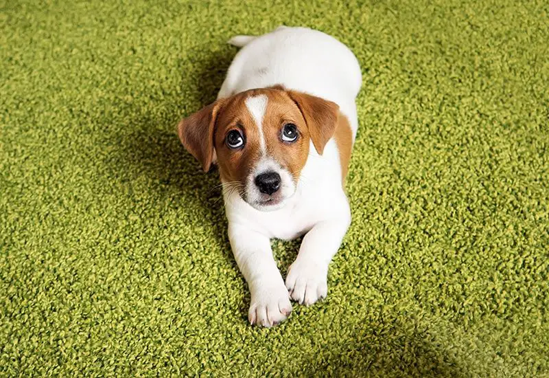 How do I stop my dog pooping on the carpet