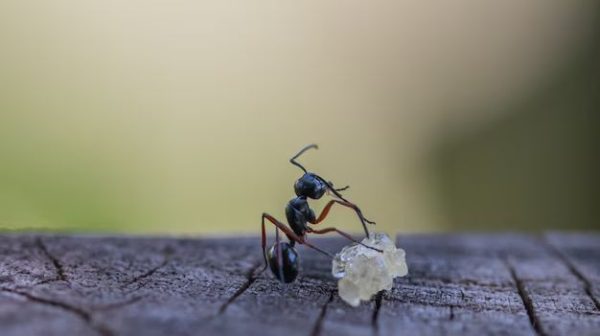 Are black ants harmful?