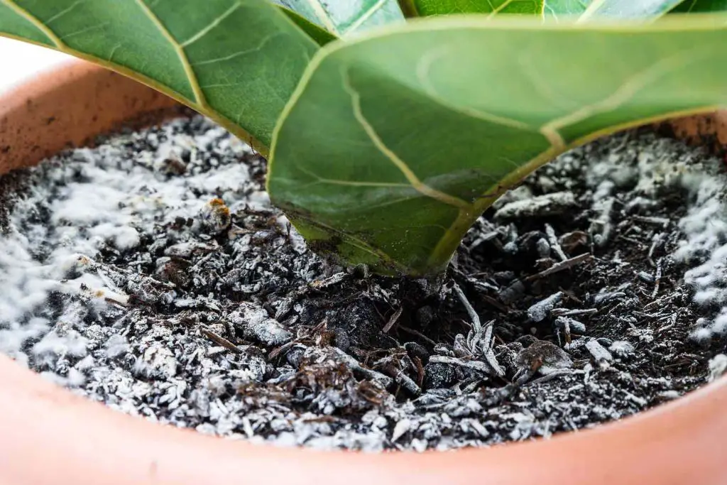 How do you get rid of mold in houseplant soil