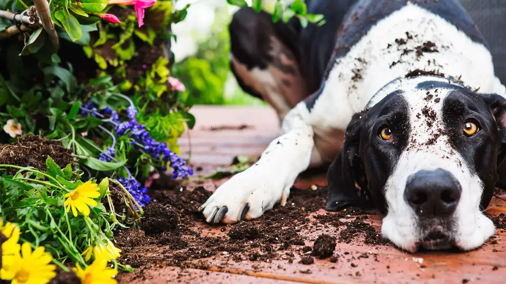 How do I stop my dog from pooping in my flower beds