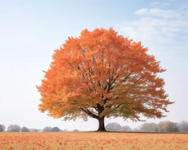 How tall is a 10 year old maple tree