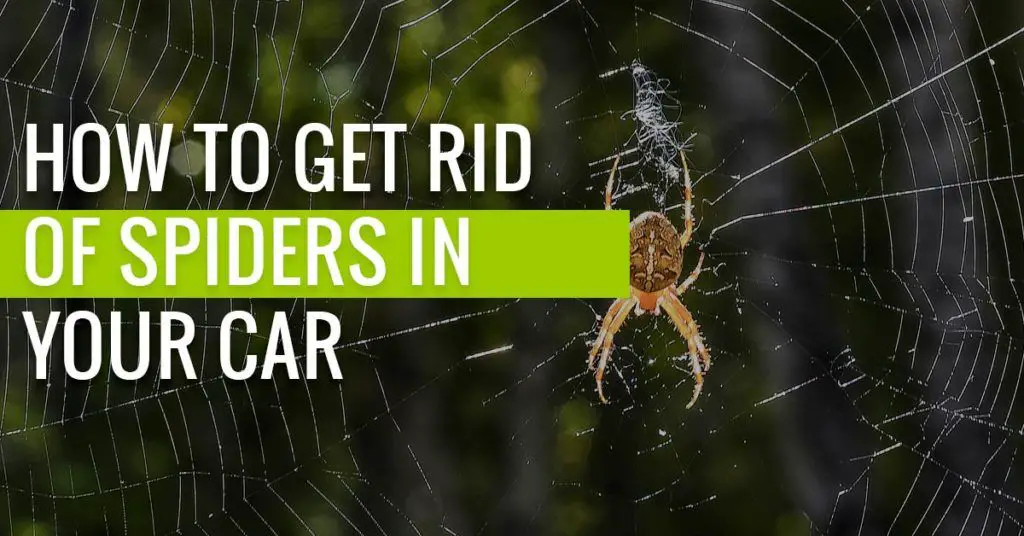 What can I put in my car to get rid of spiders