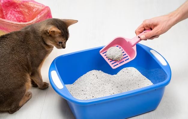 How long does it take kitty litter to dry out paint