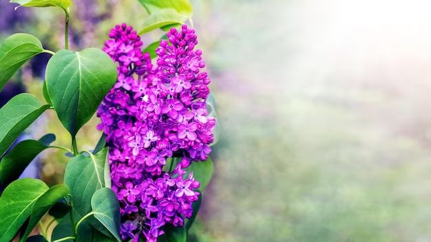 How do you get lilacs to bloom again