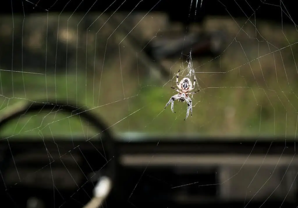 How do you kill spiders in your car