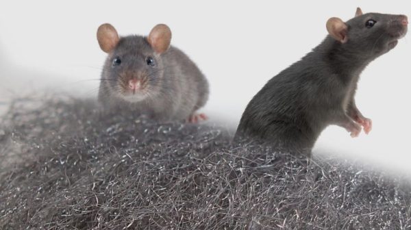 Will steel wool keep mice out?