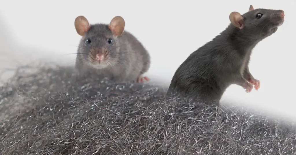 Will steel wool keep mice out