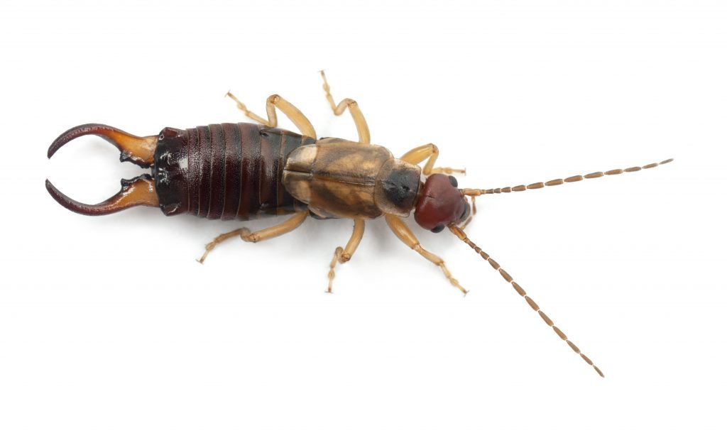 Are earwigs harmful to humans