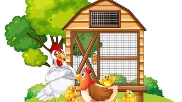 What are three different styles of chicken coops?