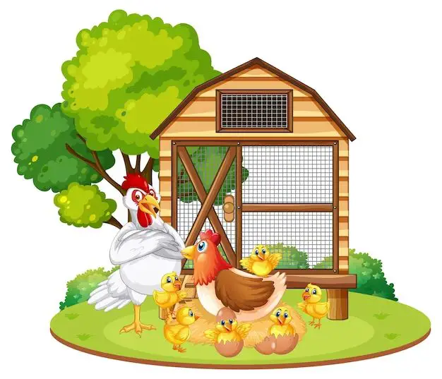 What are three different styles of chicken coops