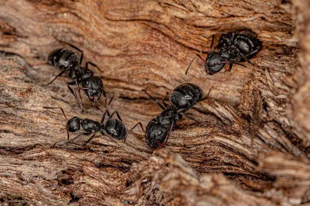 Are carpenter ants black or brown