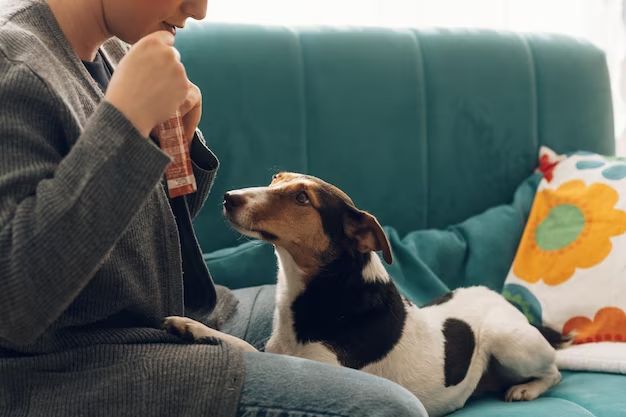 How long does it take to get dog smell out of couch