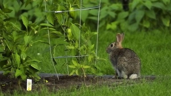 What is the best fencing to keep rabbits out of garden?