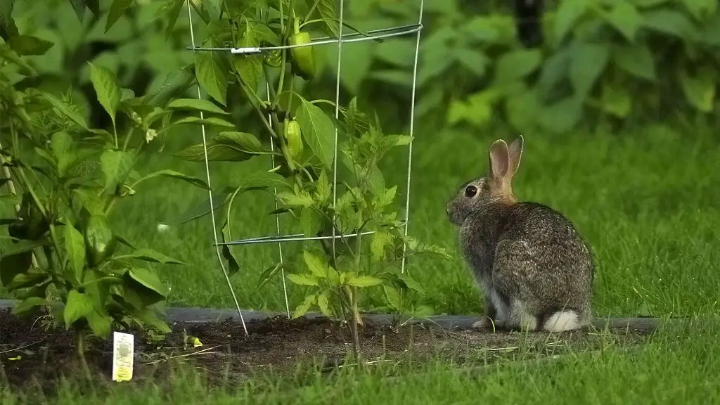 What is the best fencing to keep rabbits out of garden