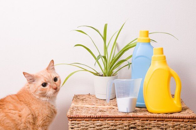 What laundry detergent gets out cat pee