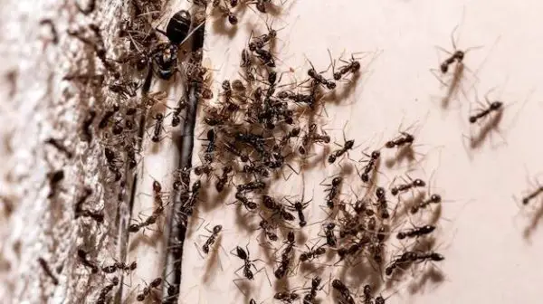 Why are there ants in my walls?