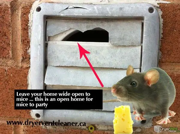 Can mice enter house through dryer vent