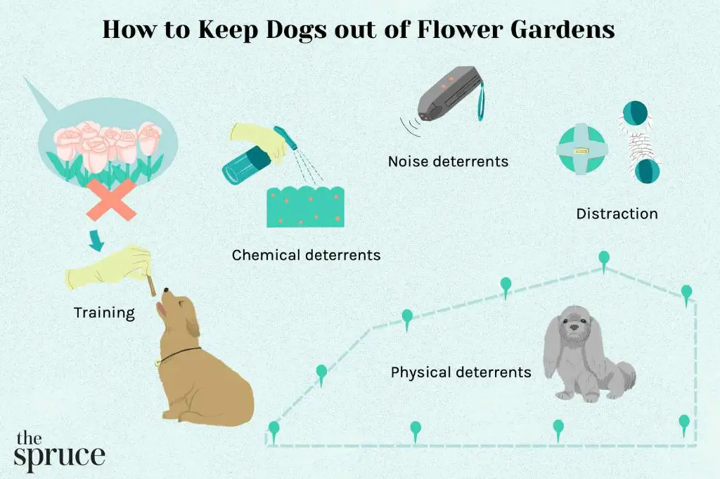 Does vinegar keep dogs out of flower beds