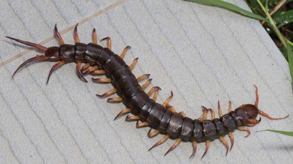 How do you identify a centipede in Texas?