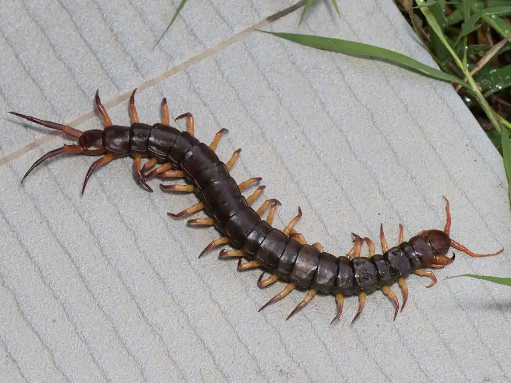 How do you identify a centipede in Texas