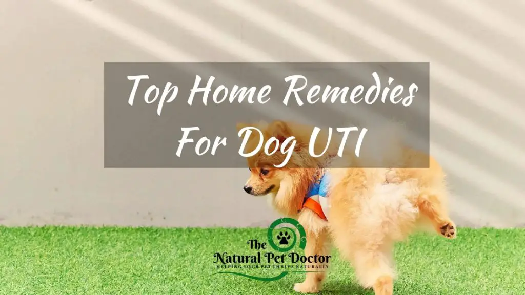 How can I prevent my dog from getting a UTI