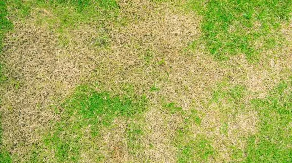 How do you revive a dry patchy lawn?