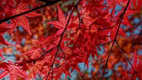 What is the best time to plant a maple tree?