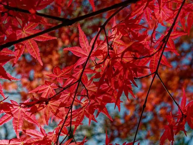 What is the best time to plant a maple tree