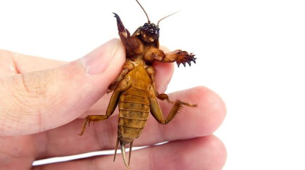 What kills mole crickets instantly?