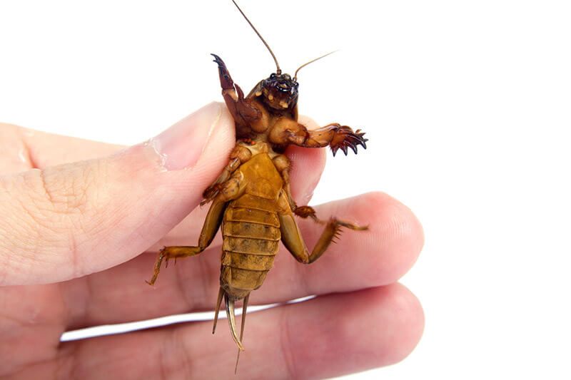 What kills mole crickets instantly