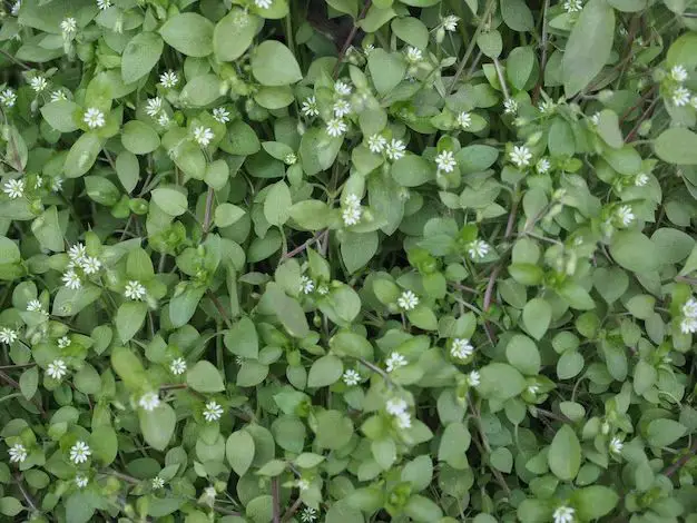 Why is my lawn full of chickweed