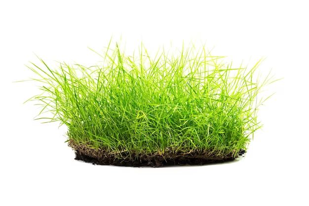 What kind of grass grows in a clump