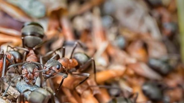 How do you know if you have a carpenter ant nest?