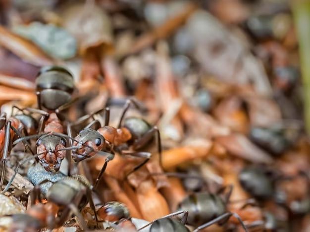 How do you know if you have a carpenter ant nest