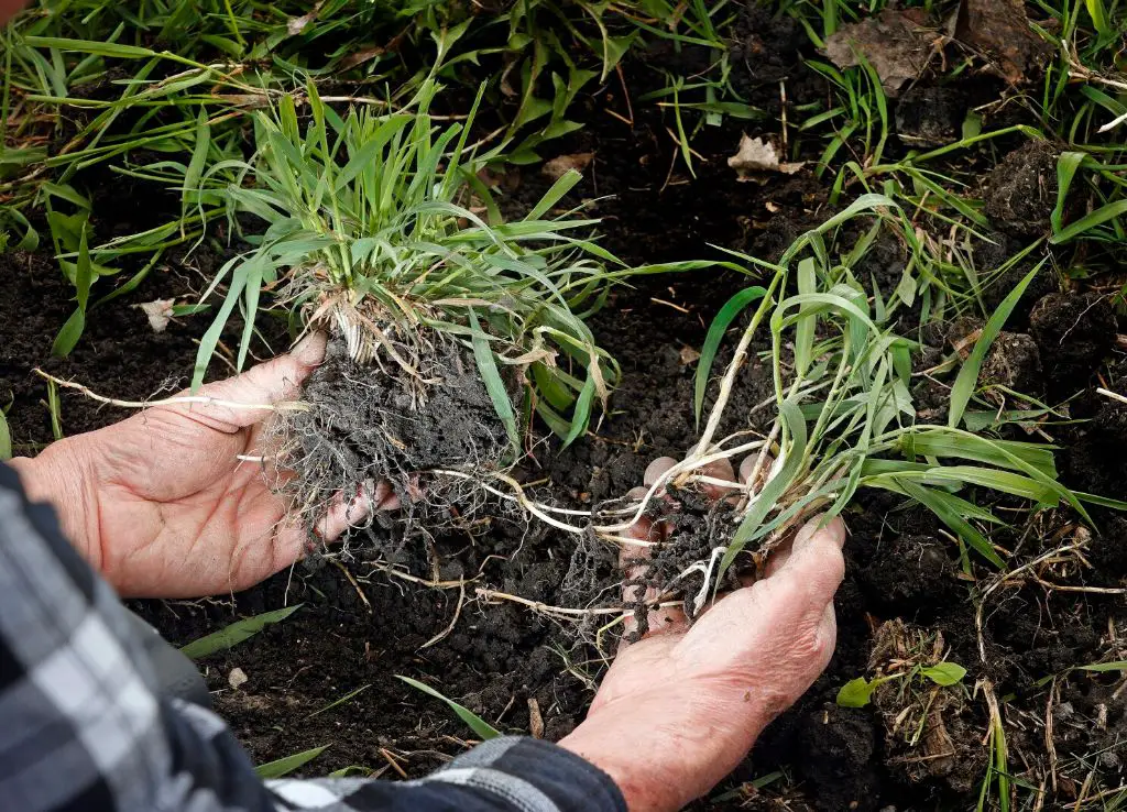 How do you kill quackgrass without killing grass