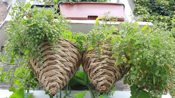 How do you keep outdoor hanging baskets from drying out