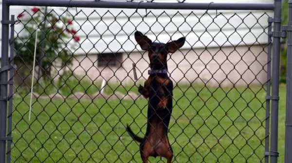 How do I stop my dog from jumping on my 4 foot fence?