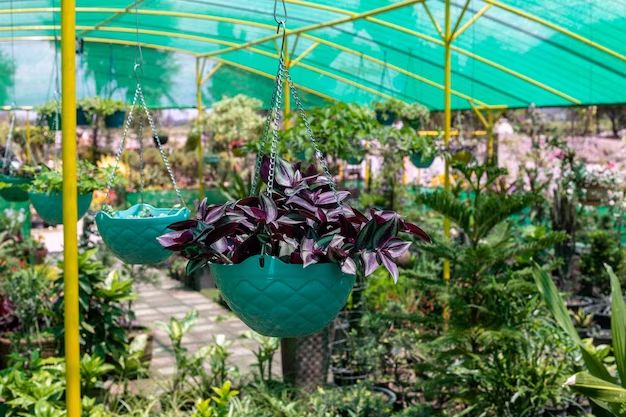 Can you hang hanging baskets on a fence