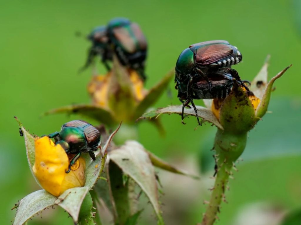 How do I get rid of beetles on my rose bushes