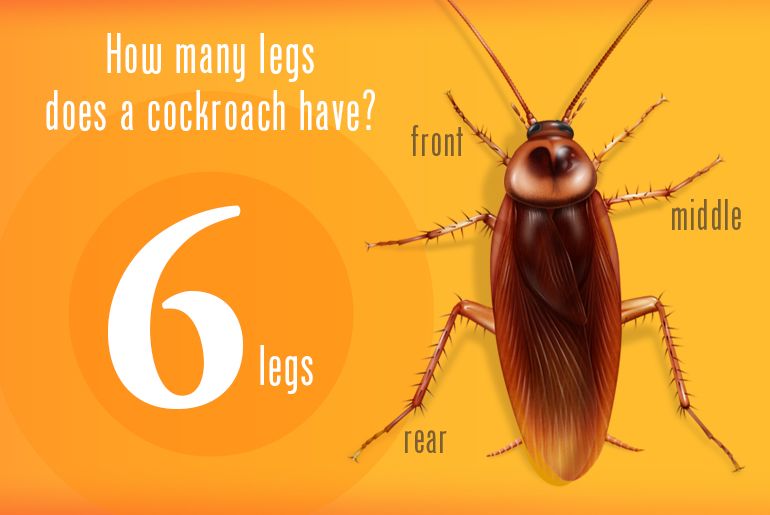 Do roaches have 6 or 8 legs