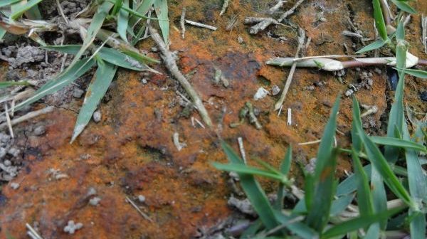 Is lawn rust harmful to dogs?