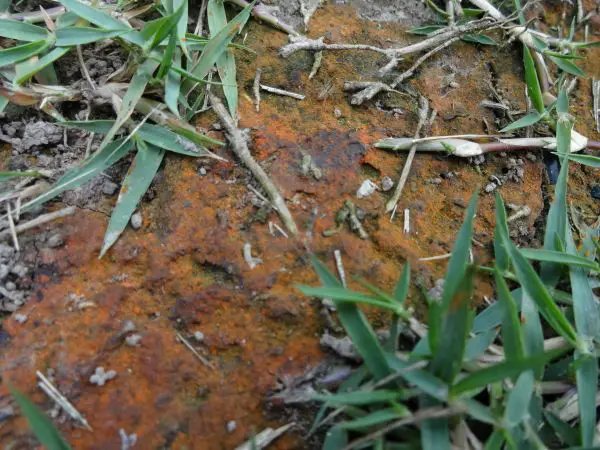 Is lawn rust harmful to dogs? - The Life Elevation