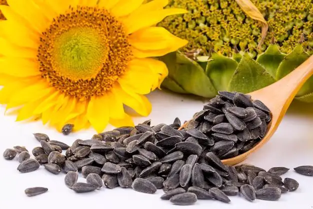 How long does it take for black oil sunflower seeds to grow