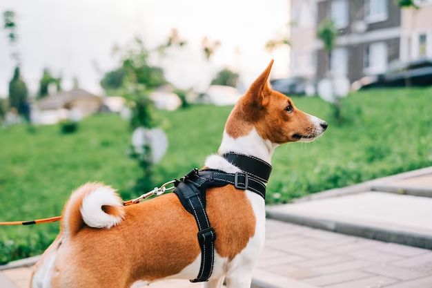 What type of harness is best for a dog